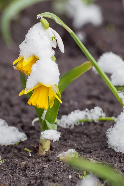 Våren narcissus blommande från snö — Stockfoto