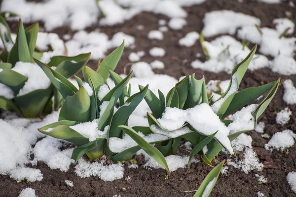 郁金香在雪下的绿叶 — 图库照片
