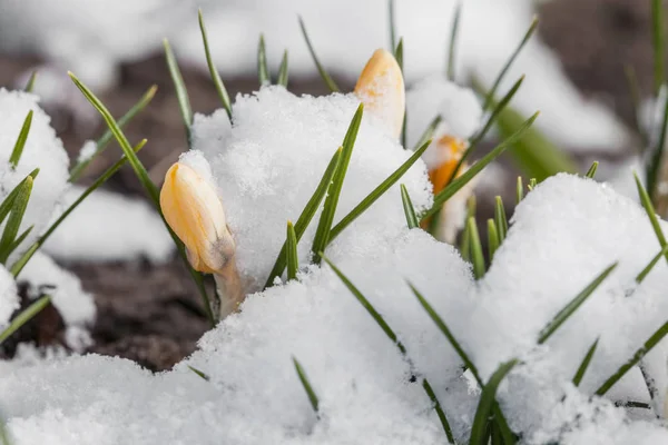Kar çiçekli bahar crocus — Stok fotoğraf