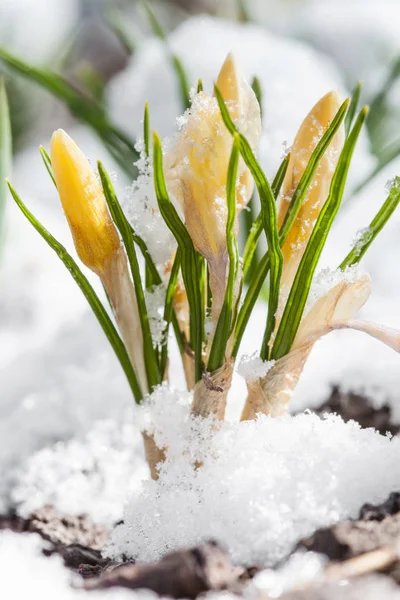 春の雪からクロッカスの開花 — ストック写真