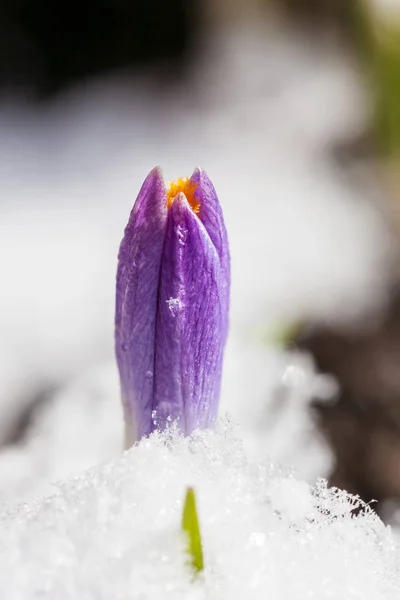 春の雪からクロッカスの開花 — ストック写真