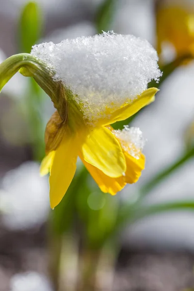 Gul påsklilja omfattas snö — Stockfoto