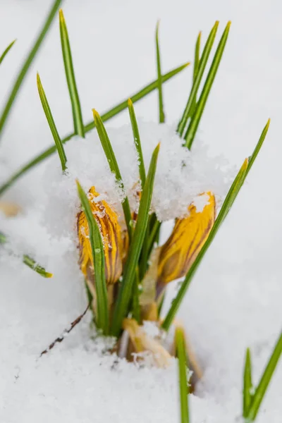 Våren crocus blomning från snö — Stockfoto