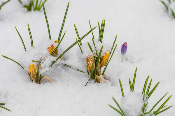 Våren crocus blomning från snö — Stockfoto