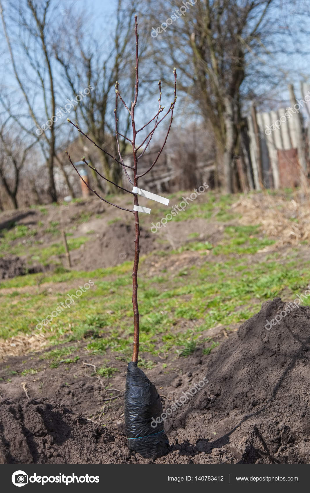 Árbol frutal de plántulas cerca del pozo — Foto de stock #140783412 ©  Photozirka, image size:1068x1700