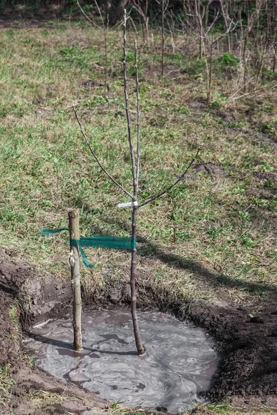 Sadzonka drzewa posadzone w glebie — Zdjęcie stockowe