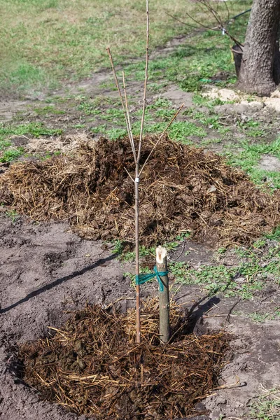 Sadzonka drzewa posadzone w glebie — Zdjęcie stockowe