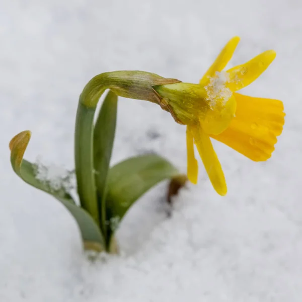 Jarní květ narcisu ze sněhu — Stock fotografie