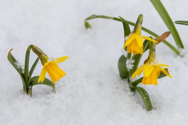 Primavera narciso floração da neve — Fotografia de Stock