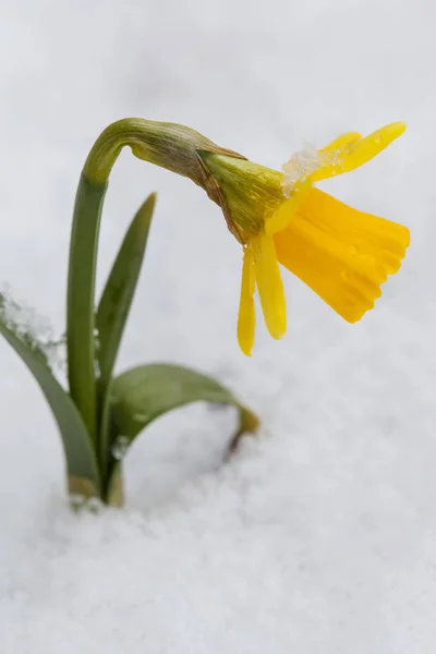Primavera narciso floração da neve — Fotografia de Stock