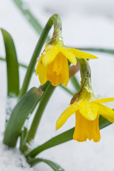 Narciso primaveral floreciendo de la nieve — Foto de Stock