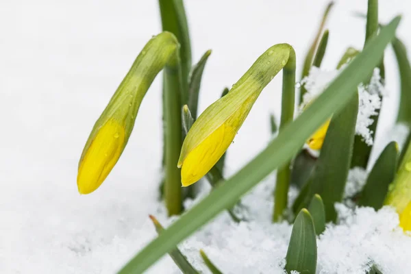 Narciso primaverile in fiore dalla neve — Foto Stock