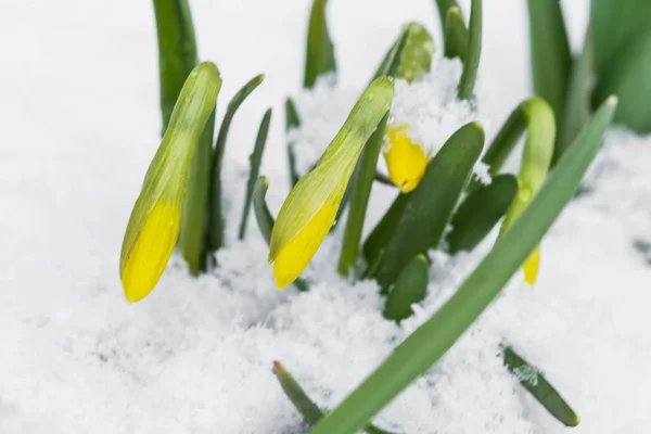 春の雪からスイセン開花 — ストック写真
