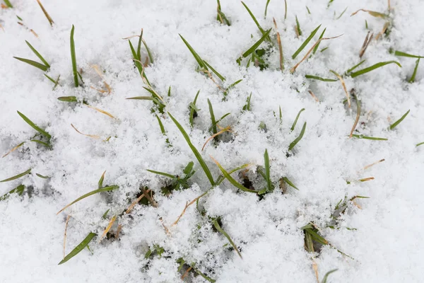 Folhas verdes de grama sob neve — Fotografia de Stock