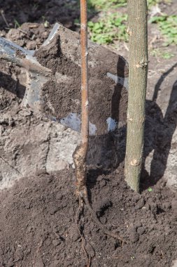 Çukur açılış içinde fidan dikim