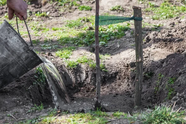 Drinkinstallaties zaailingen van de boom na aanplant — Stockfoto