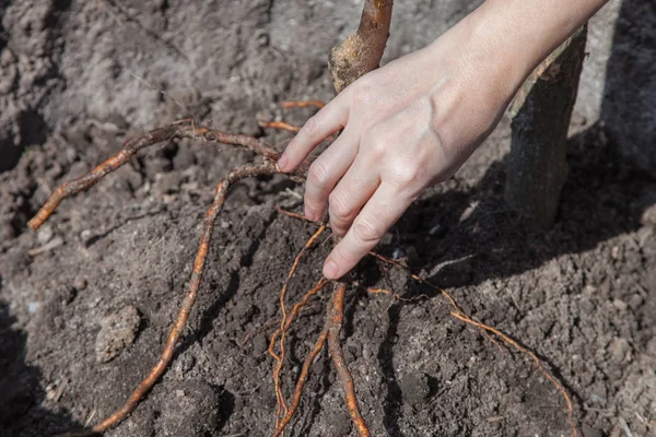 Aanplant van zaailingen in de landing van de put — Stockfoto