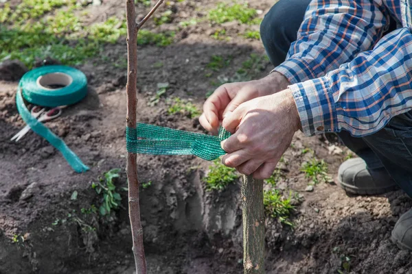 Jarretière les semis d'arbres fruitiers pour soutenir — Photo