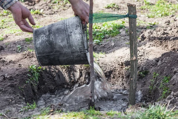 Drinkinstallaties zaailingen van de boom na aanplant — Stockfoto