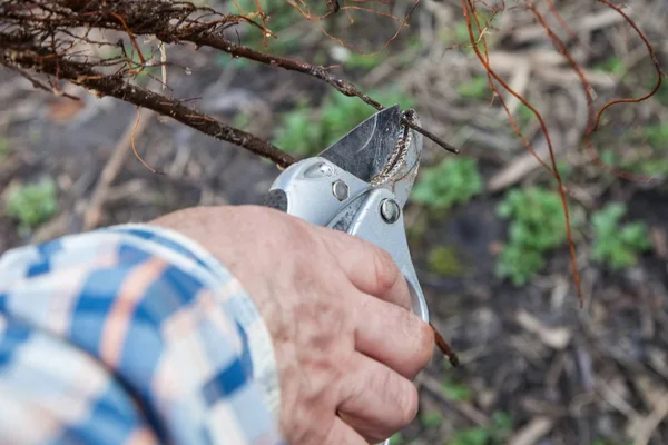 Memangkas bibit root sebelum menanam — Stok Foto