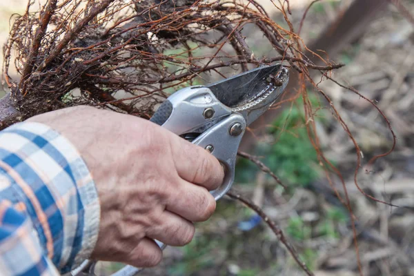 Pruning root seedlings before planting — Stock Photo, Image
