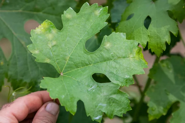 Sick grape leaf closeup — Stock Photo, Image