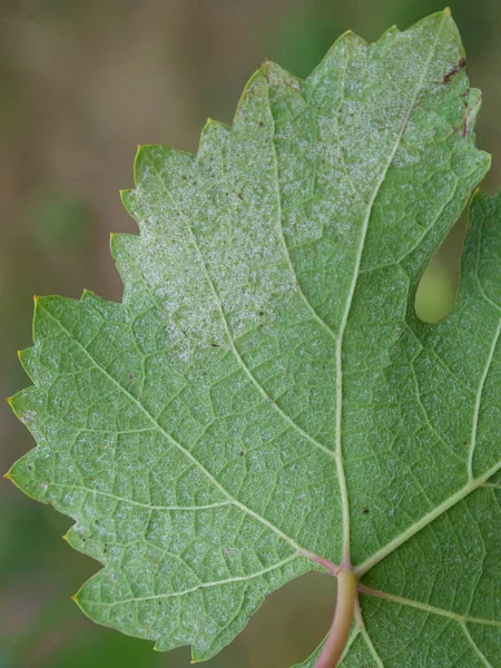 Sick grape leaf closeup — Stock Photo, Image