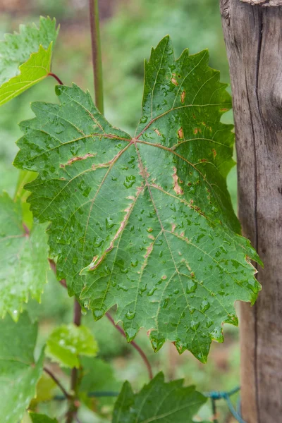 Grape leaf disease anthracnose — Stock Photo, Image
