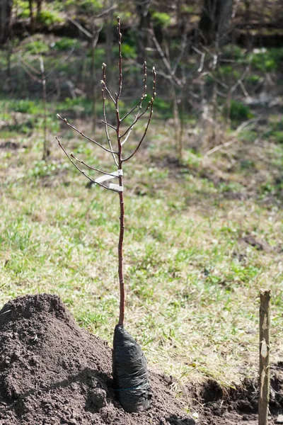 Groddplanta fruktträd nära landning pit — Stockfoto