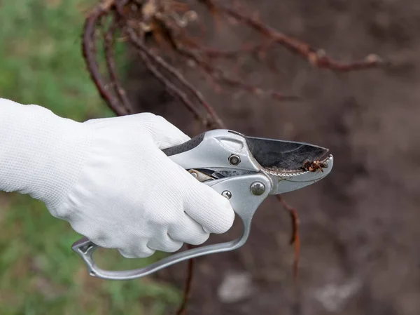 Pruning root seedlings before planting — Stock Photo, Image