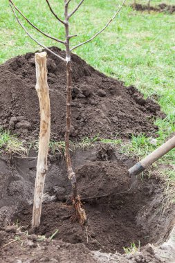 Çukur açılış içinde fidan dikim