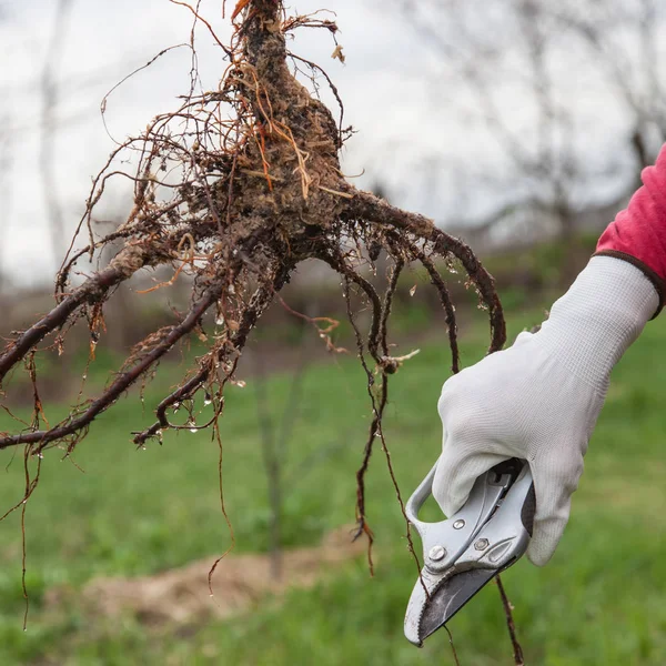 Potatura piantine di radice prima della semina — Foto Stock