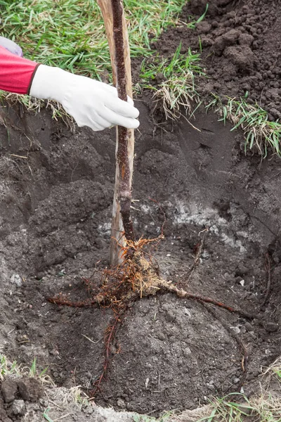 Aanplant van zaailingen in de landing van de put — Stockfoto