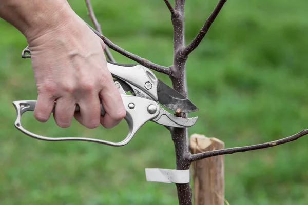 Pruning of tree seedlings after planting — Stock Photo, Image