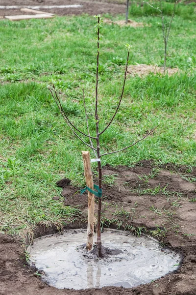Sazenice strom zasadil v půdě — Stock fotografie