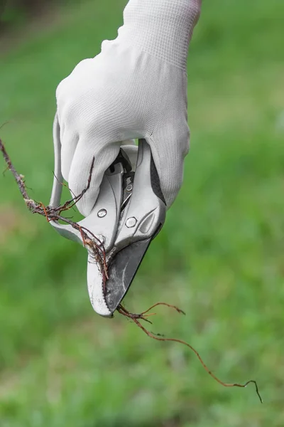 Pruning root seedlings before planting — Stock Photo, Image