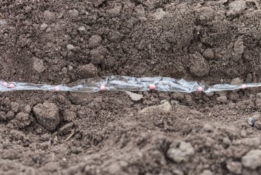 Havuç Tohum kaset Ekim