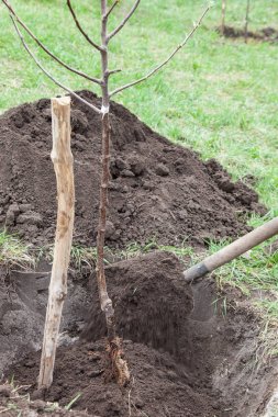 Çukur açılış içinde fidan dikim