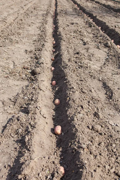 Plantando batatas na horta — Fotografia de Stock