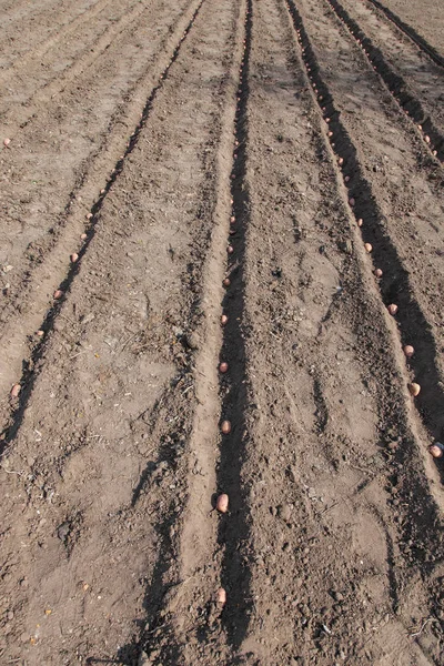 Plantando batatas na horta — Fotografia de Stock