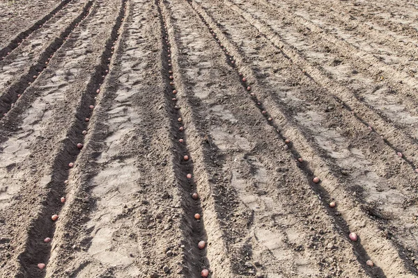 Plantando batatas na horta — Fotografia de Stock