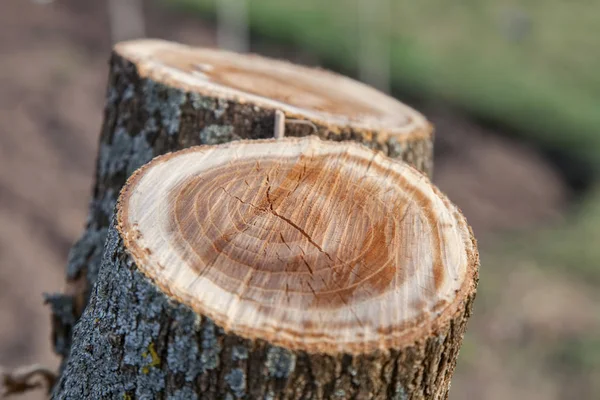 锯树干树桩 — 图库照片