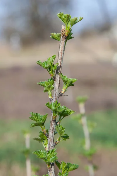 Ramo di uva spina all'inizio della primavera — Foto Stock