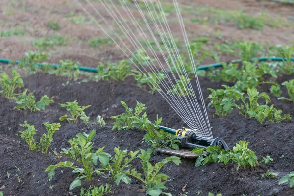Sprinkler watering potatoes in garden — Stock Photo, Image