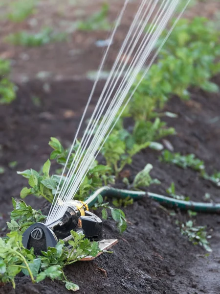 Sprinkler watering potatoes in garden — Stock Photo, Image