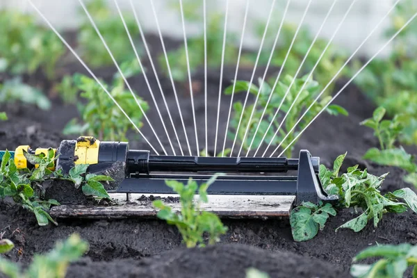Sprinkler vattning potatis i trädgården — Stockfoto
