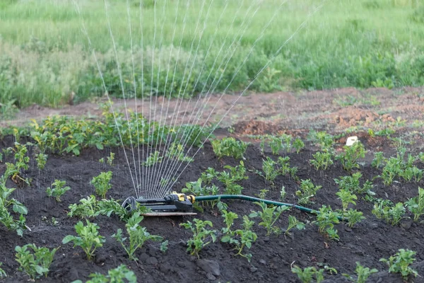 Sprinkler watering potatoes in garden — Stock Photo, Image
