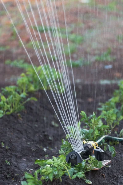 Sprinklerů zalévání brambory v zahradě — Stock fotografie