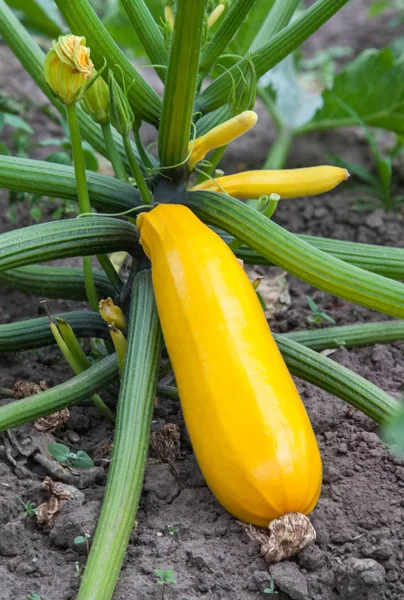 Gul zucchini växer i trädgården — Stockfoto