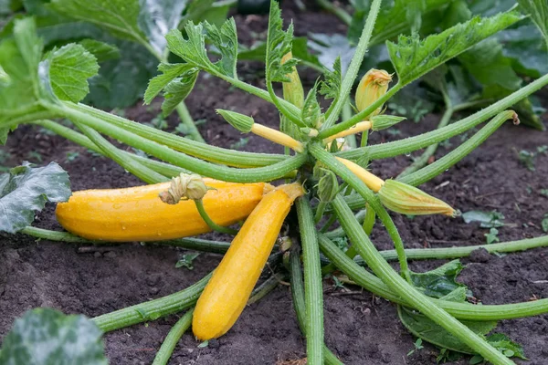 Gul zucchini växer i trädgården — Stockfoto
